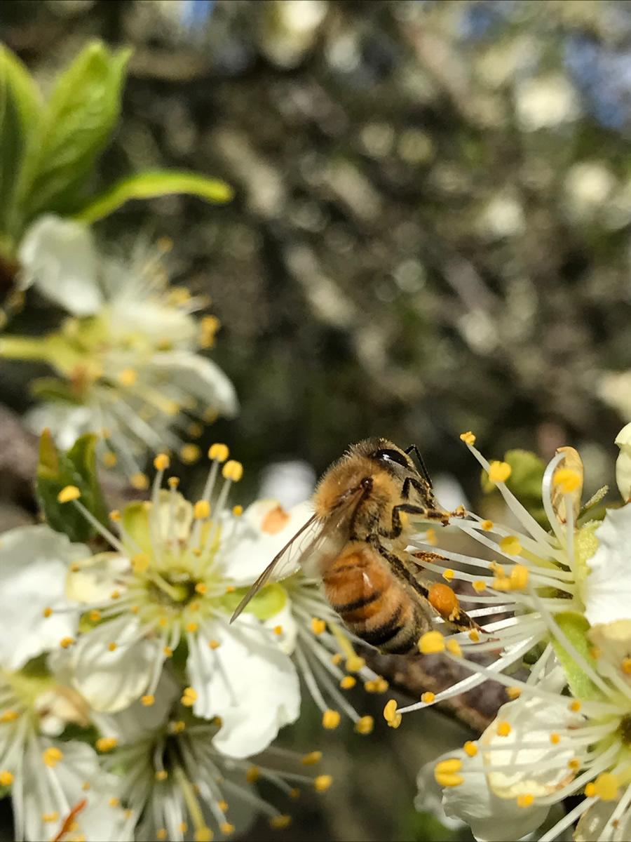 Bi i blomst